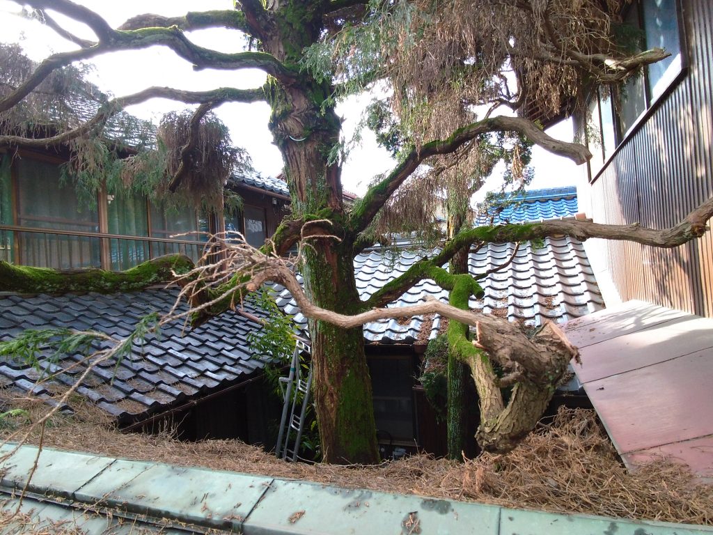 「伐採伐根工事のお手伝い 5日目」 ー揖斐川庭石センターblogー 5 スイリュウ