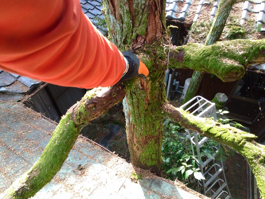 「伐採伐根工事のお手伝い 5日目」 ー揖斐川庭石センターblogー 6 スイリュウ
