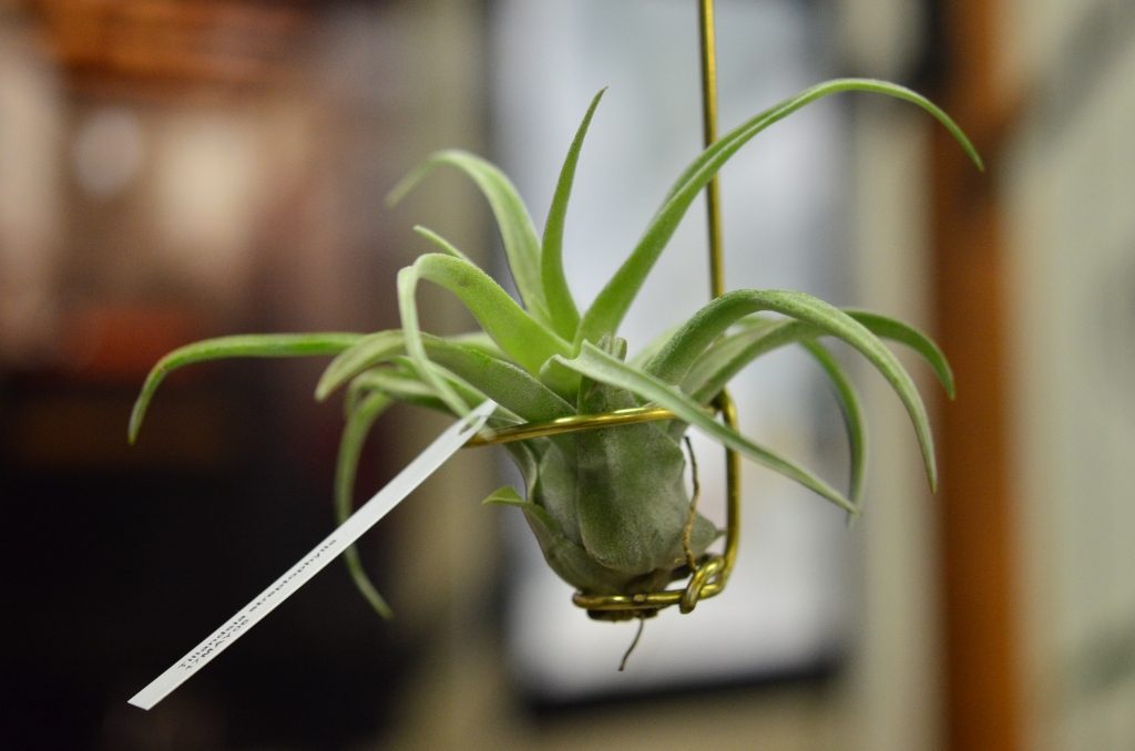 エアープランツ