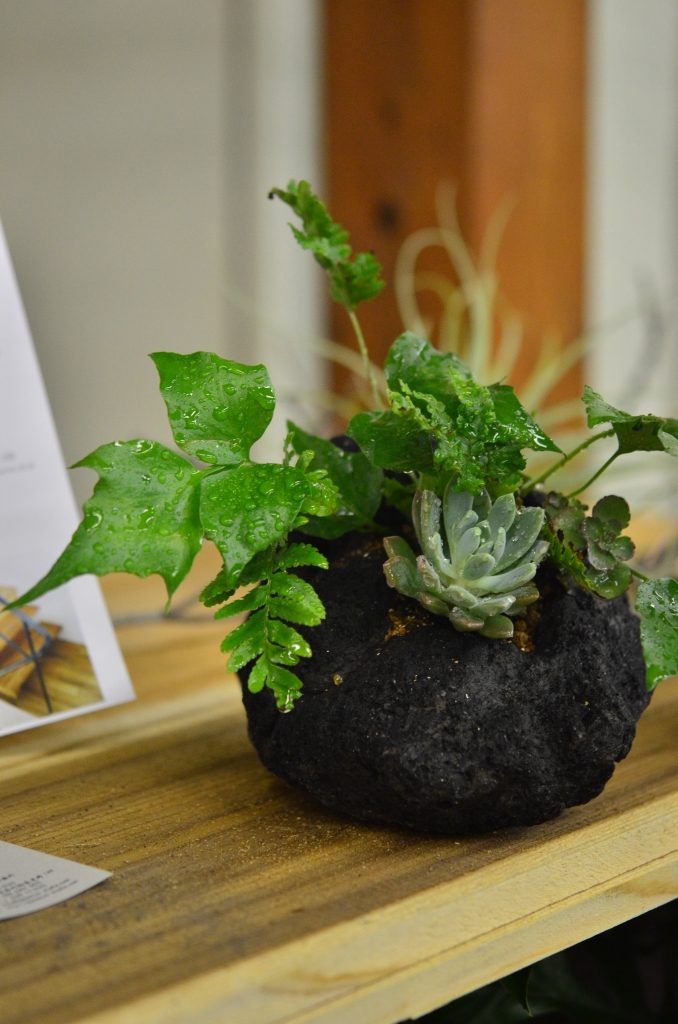 溶岩石プランターの多肉植物寄せ植え