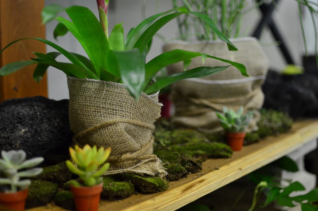 インテリアグリーン