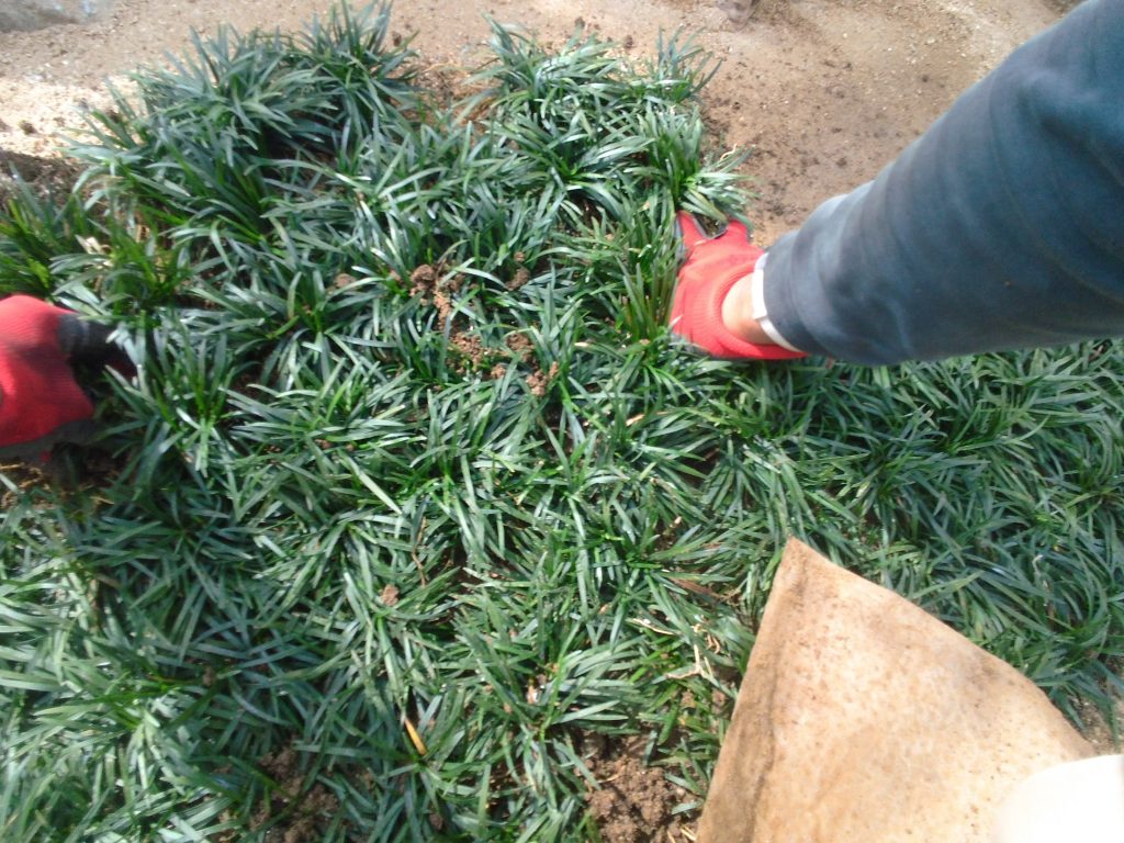 石組みの造園工事のお手伝い ー揖斐川庭石センターblogー 13 タマリュウマット