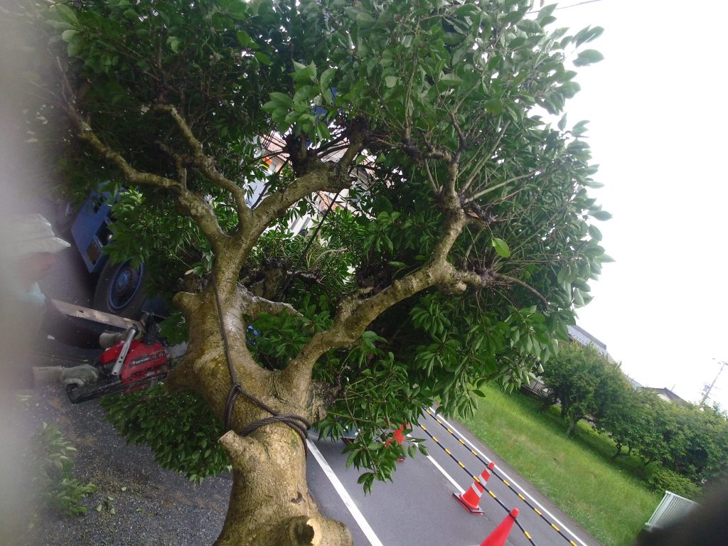 和風門のある邸宅の庭木・庭石の撤去工事 5日目 ー揖斐川庭石センターblogー 8 IMG 2031