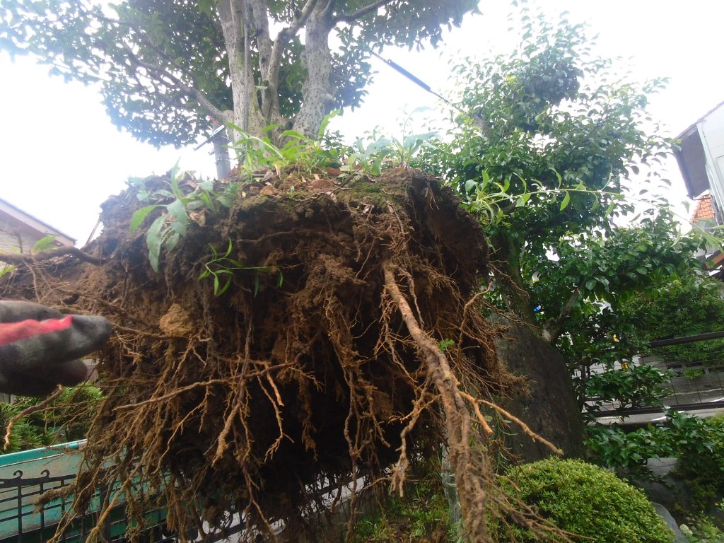 庭木を引き抜いた直後。根に土が絡み付いています