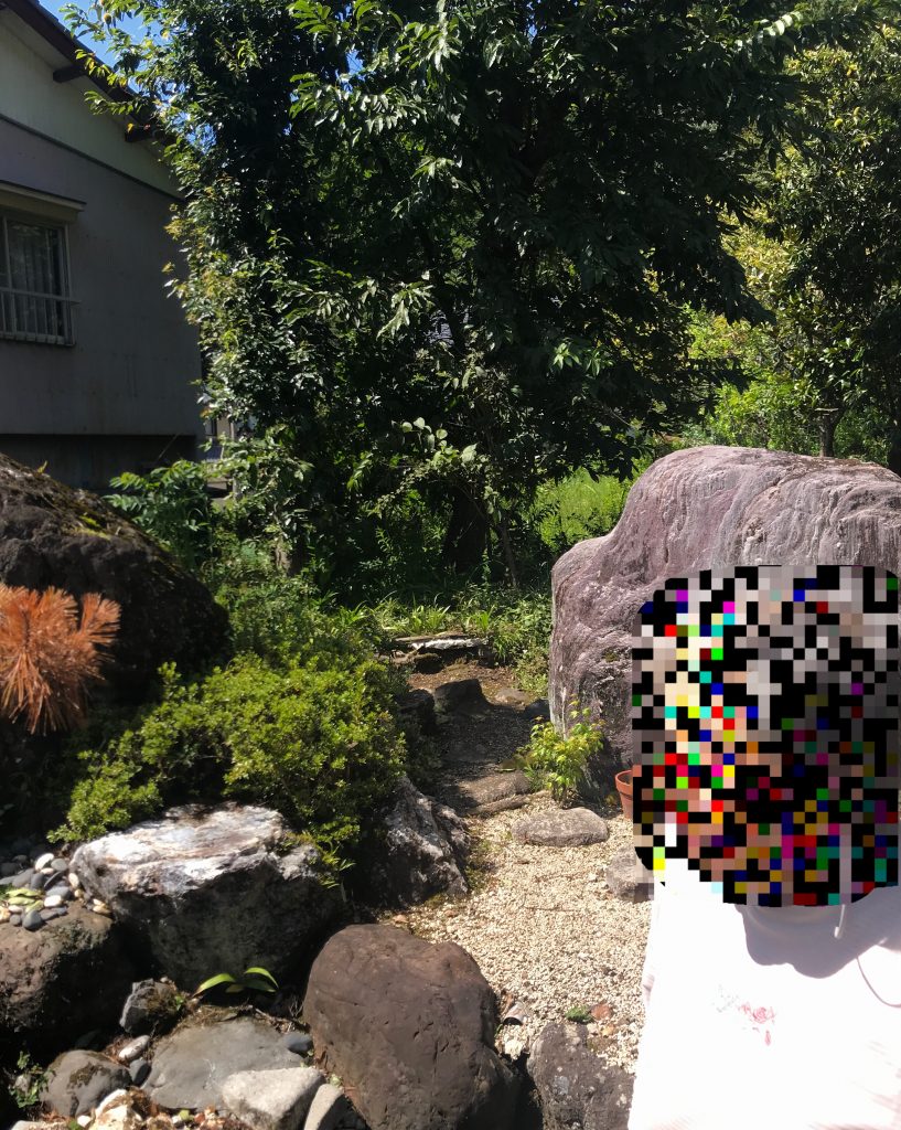 和良石のお買いあげ・枝打ち剪定の見積もり・サバ土の配達 ー揖斐川庭石センターblogー 2 山県市で枝打ち剪定のお見積もり。結構のびのびですね