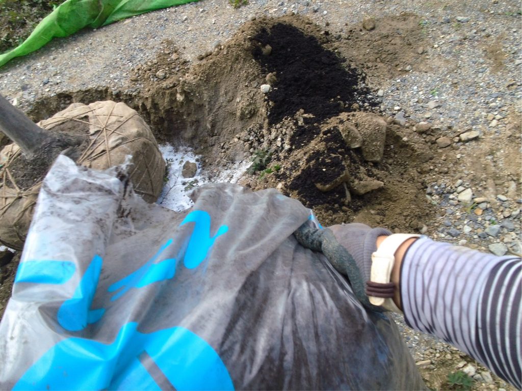 パーライト、ピートモスを土に混ぜて、根の周りに埋め戻しです