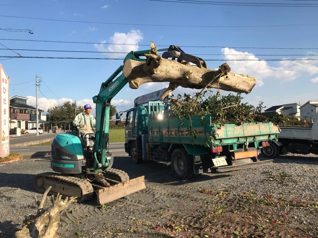 モチノキの幹だけにして、ぶつ切りして、フォークバケットに換装したユンボで積み込みです