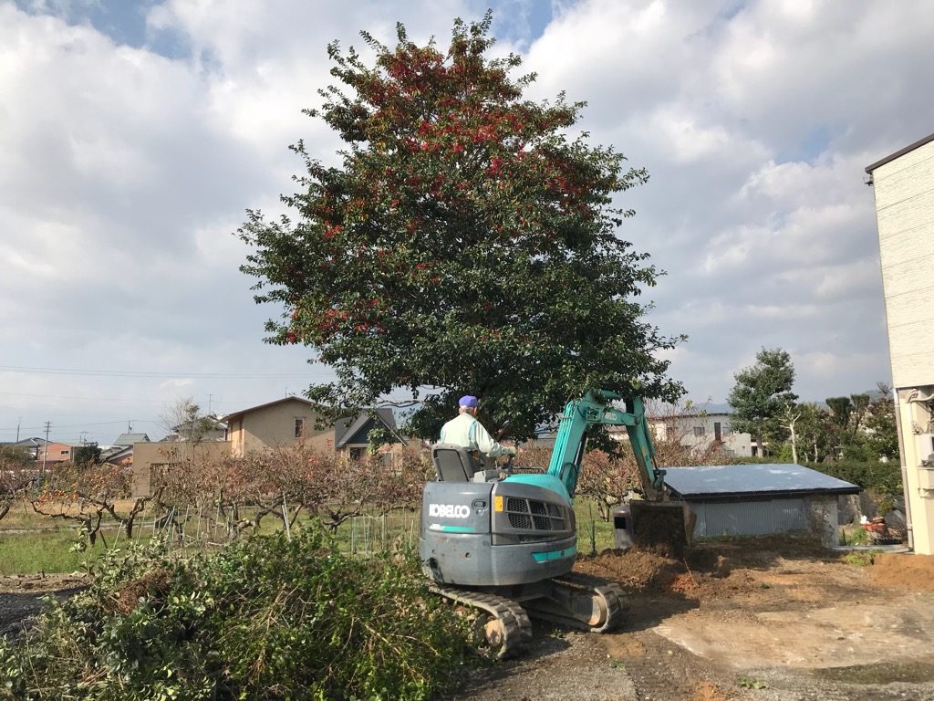 空き地の隅にあったモチノキと根元の庭石を撤去します