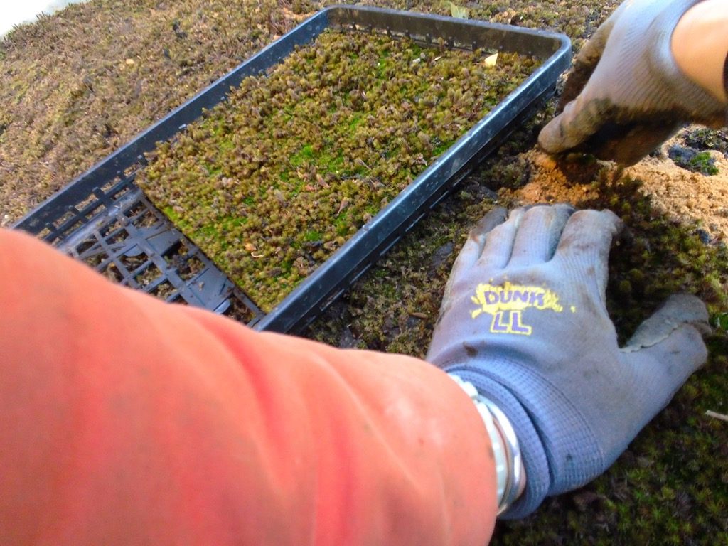 苔を築山に抑え貼り付けていきます