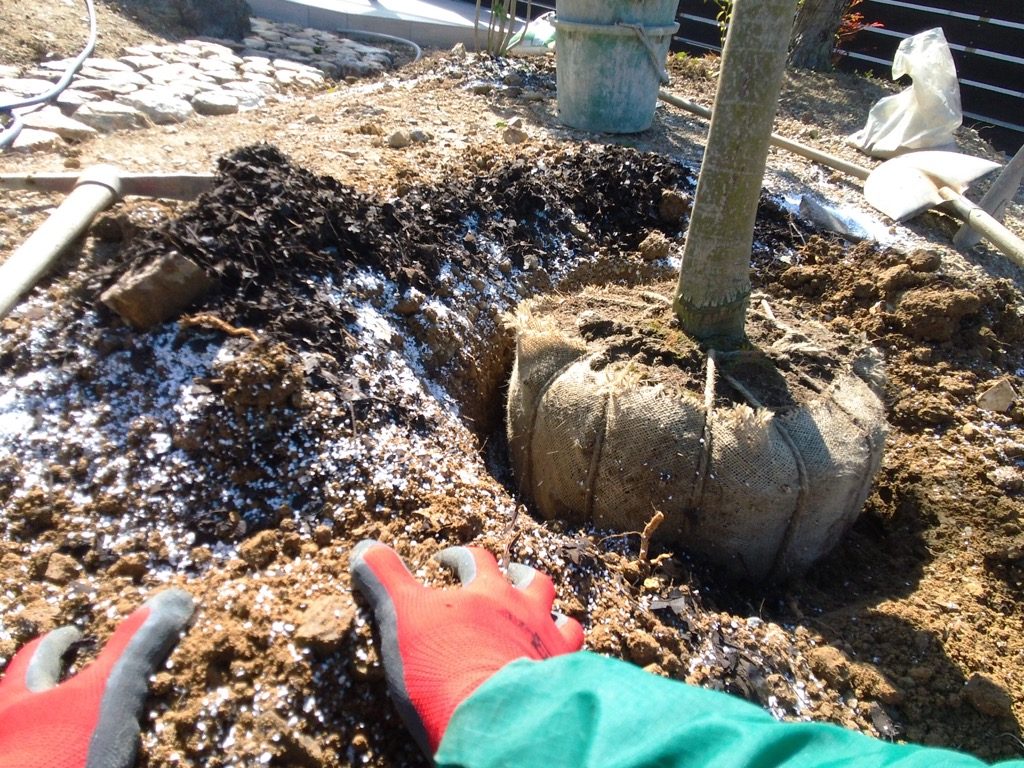 腐葉土・パーライト・肥料・謎の粉wwwを土壌と混ぜて植え込み