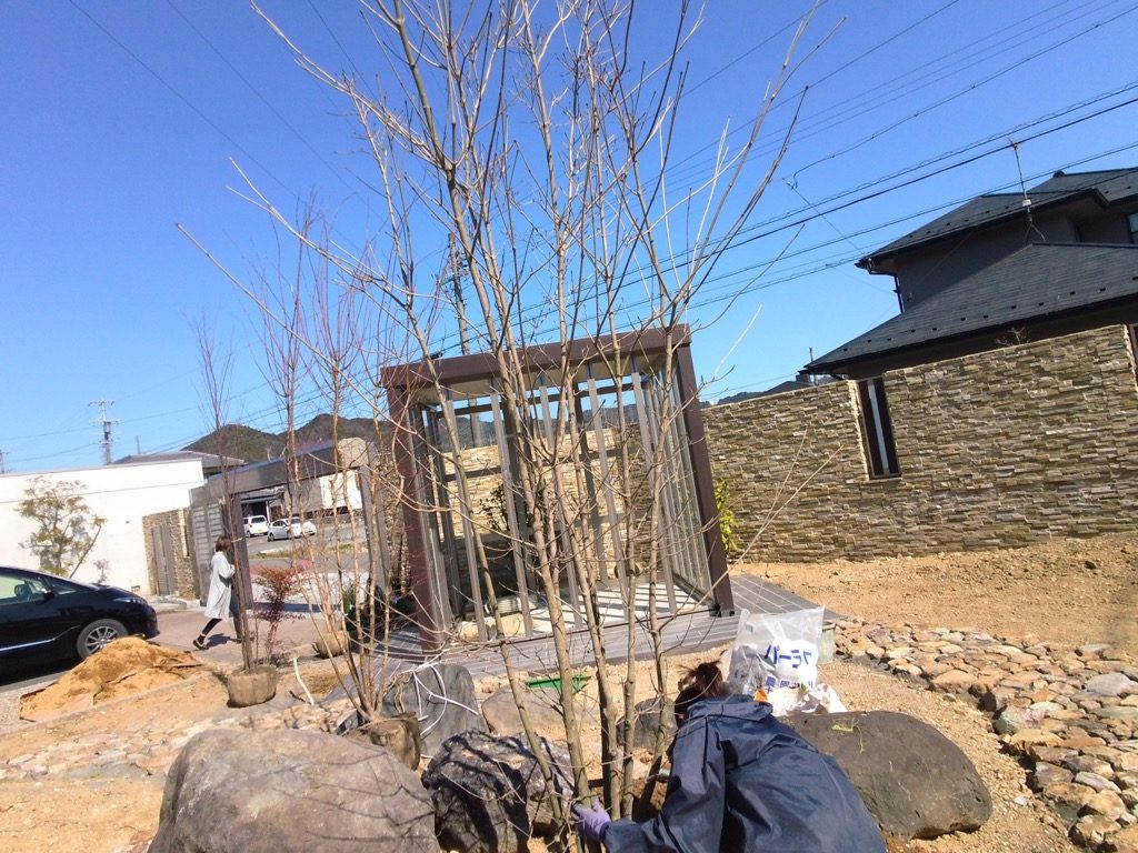 どんどん植栽してきます。ヤマボウシ