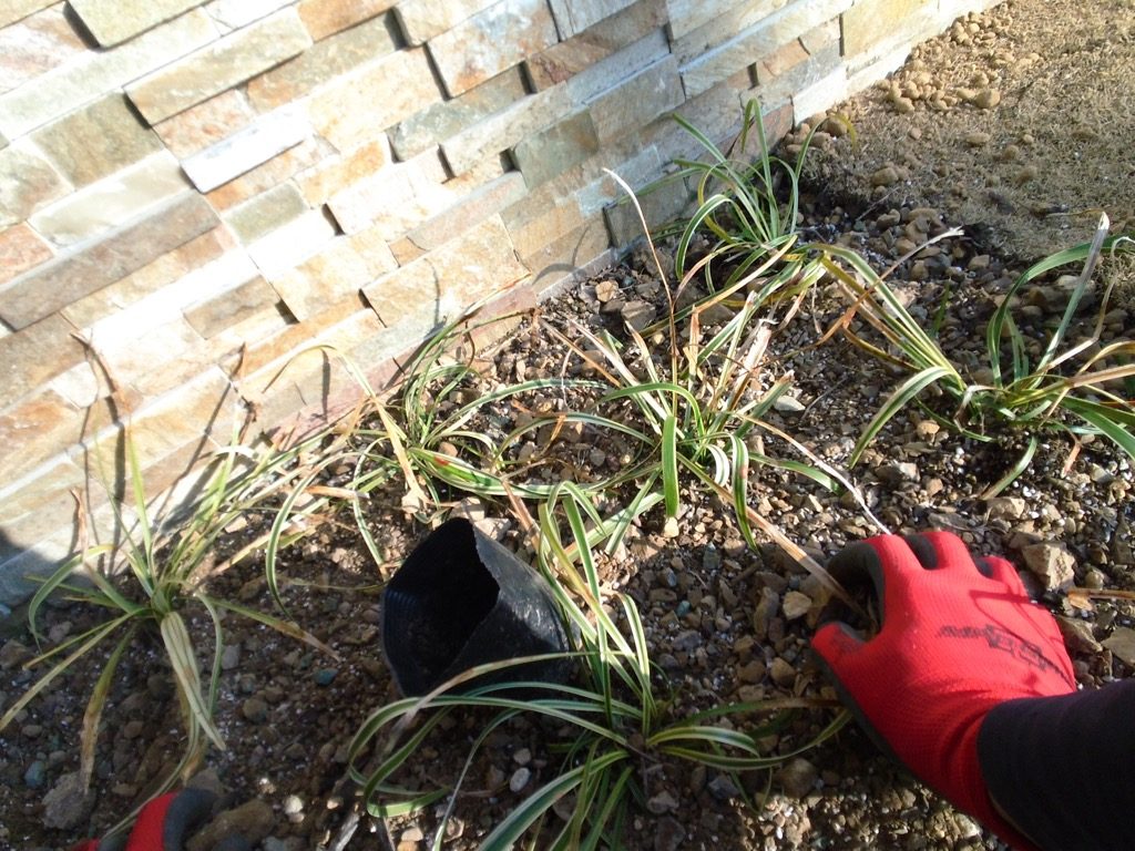 フイリヤブラン