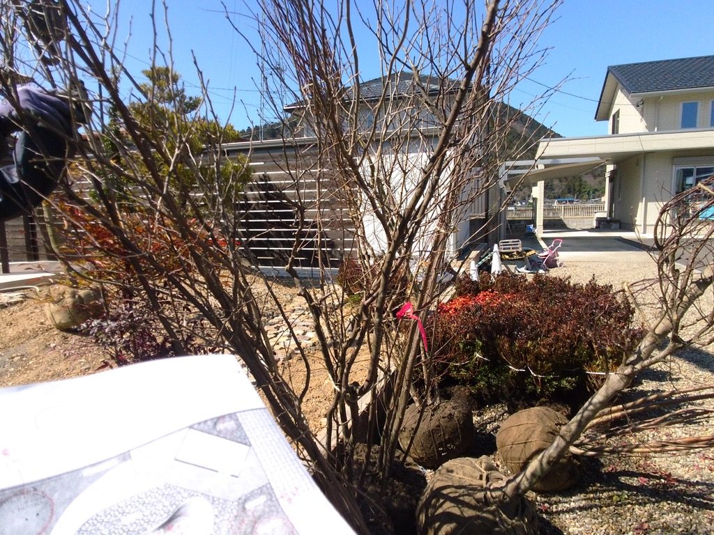 今回植えこむ、植木の数々