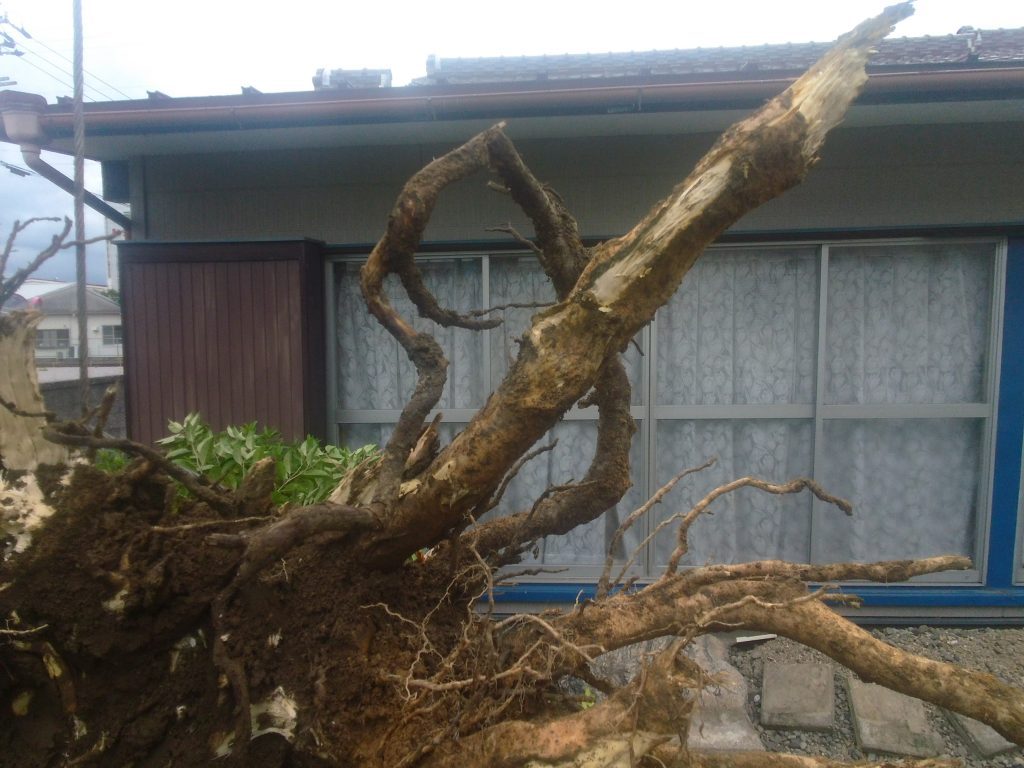 一番大きい庭木の根をユンボで掘り起こし