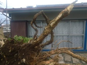 一番大きい庭木の根をユンボで掘り起こし