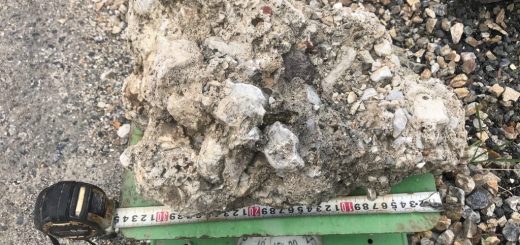 通販でさざれ石のお買い上げ