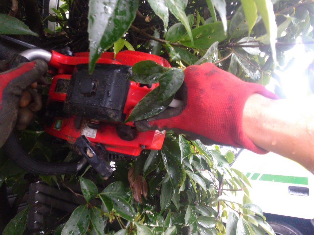 三河地方で庭木・庭石の撤去作業 5 チェーンソー使って、まずは伐採して、視界を良くして、作業しやすくします。