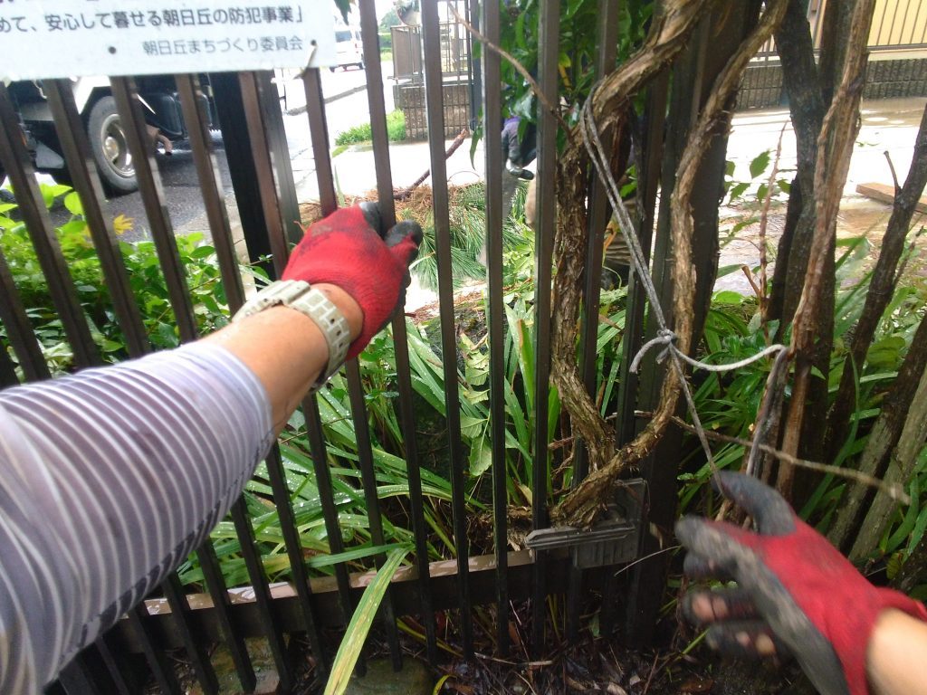 三河地方で庭木・庭石の撤去作業 12 門扉にヒイラギナンテンが絡み付いてます
