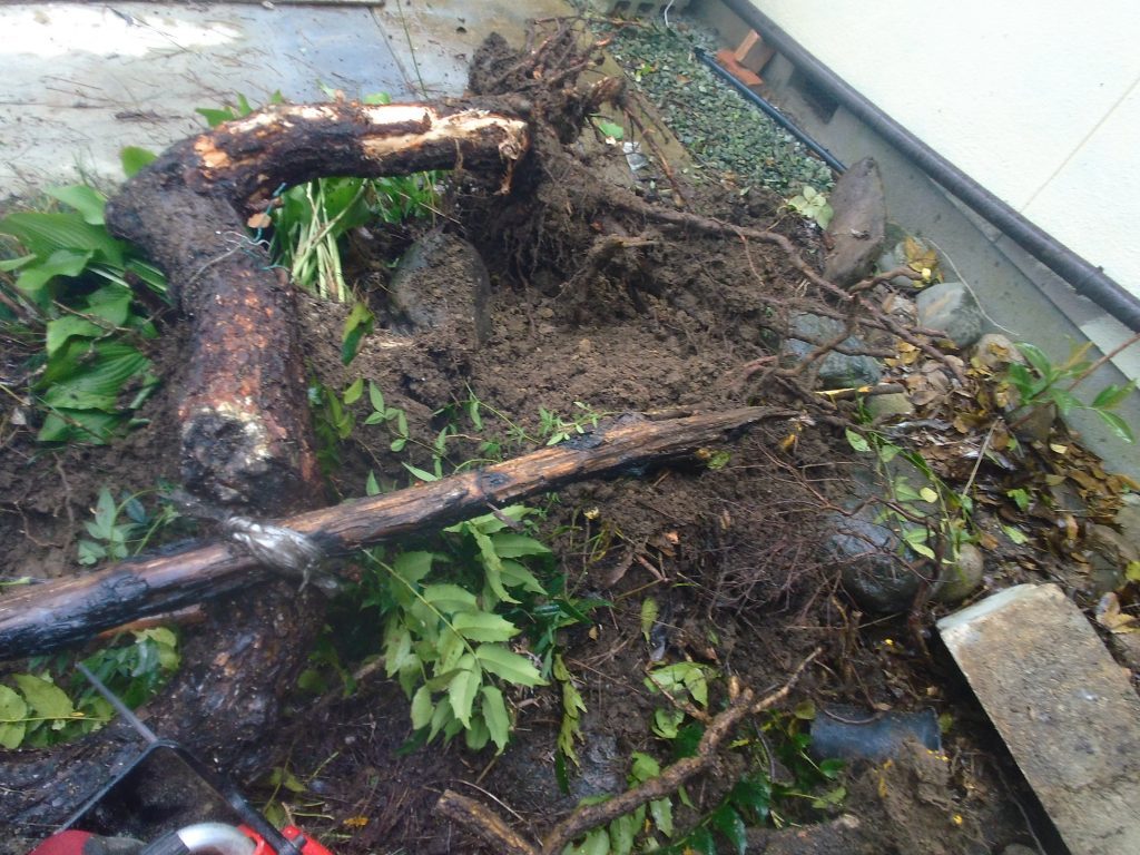 三河地方で庭木・庭石の撤去作業 7 ユンボ無ければ、これらを抜根できなかった・・・