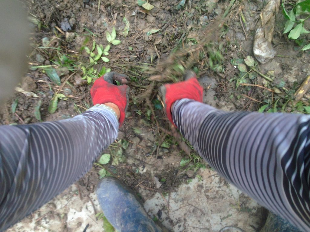 三河地方で庭木・庭石の撤去作業 17 手でひたすら、枝葉や雑草を取り除く地味な作業