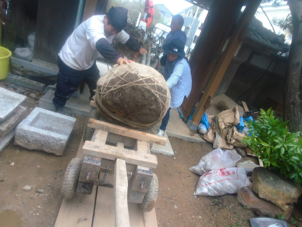 4人で倒れないよう、また、建物を枝で傷つけないように注意して運びます