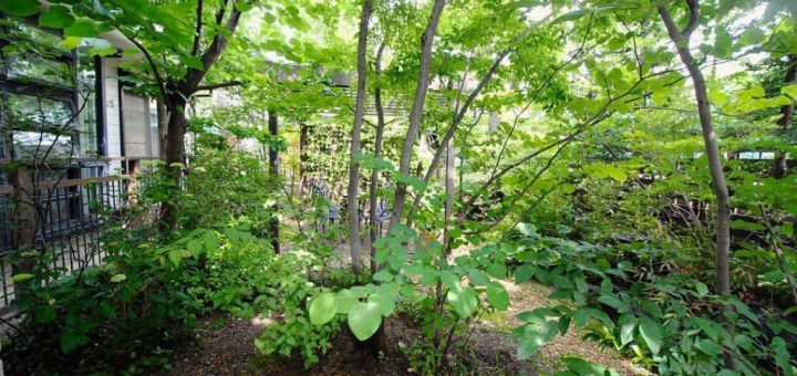 今の「雑木の庭」を見て思うこと part1     ー輪鼓装飾店ー