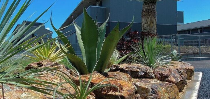 【3年後に後悔しない】ドライガーデンのデメリット5選｜岐阜・愛知の失敗事例と科学的対策