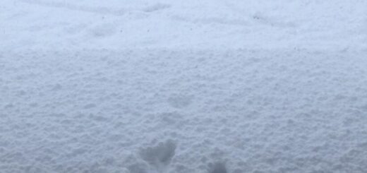 あけましておめでとうございます。 ?? 今年もたくさんの福が?皆さんにありますように。 初詣は⛩もう無理だな だらっとするか?