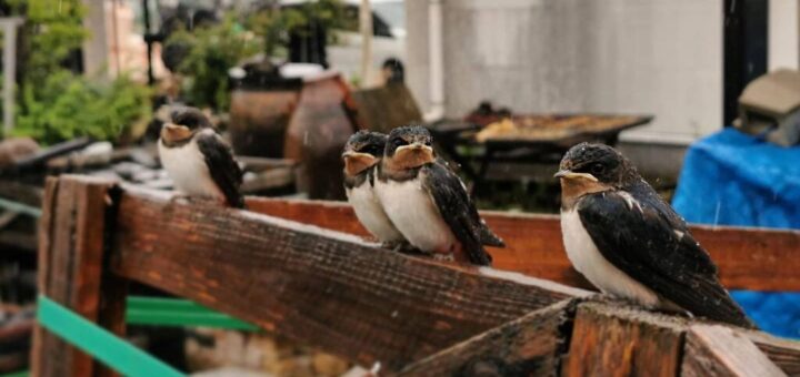 ツバメ？ 近寄っても全然逃げなかった