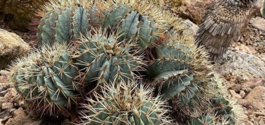 岐阜石・王冠竜群生・アガベのロックガーデン