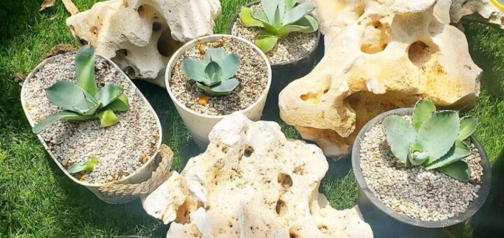 コーラルロック（サンゴ石）