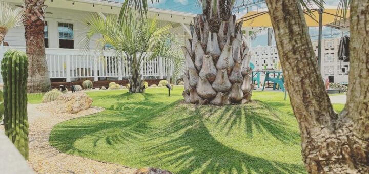 ドライガーデンにシンボルツリーを設置したいときの選び方