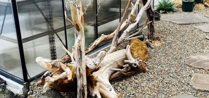 流木仕立てのエアプランツスペース