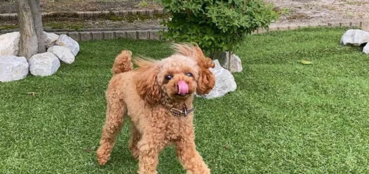 お庭ドッグラン化計画！