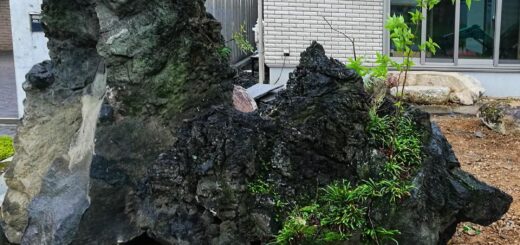 溶岩の景石。表面はうっすら苔が生えてきています