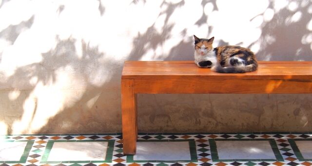 愛猫と一緒に遊べるような庭をDIYしたい！