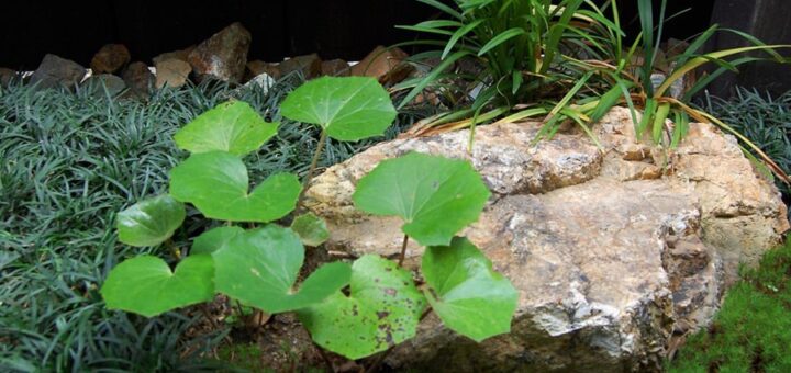 過去のお庭の施工例　岐阜石、ツワブキ、タマリュウの組み合わせ。