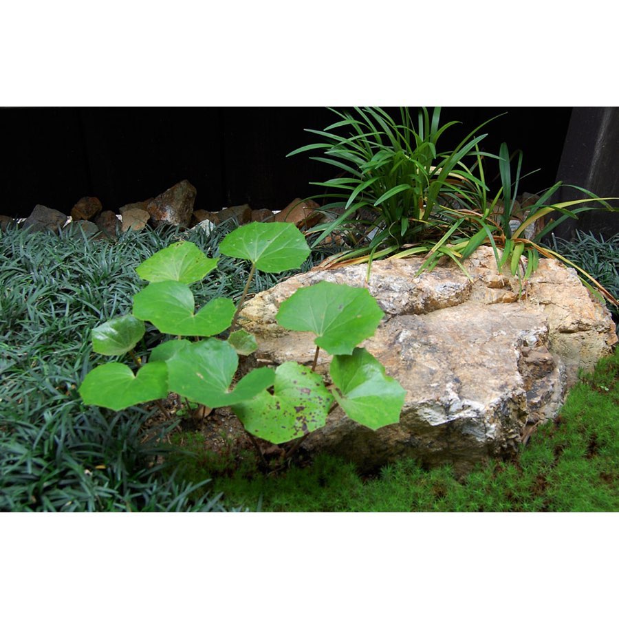 過去のお庭の施工例 岐阜石、ツワブキ、タマリュウの組み合わせ。 1 過去のお庭の施工例 岐阜石、ツワブキ、タマリュウの組み合わせ。