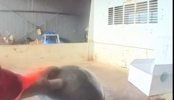 ボールストーン のご注文で、梱包して発送準備です。