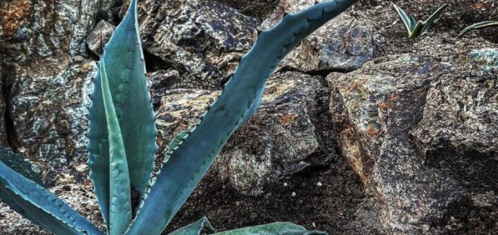 ご購入頂いたお客さんのドライガーデン 作業過程