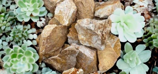 多肉植物とホワイトイエローロック