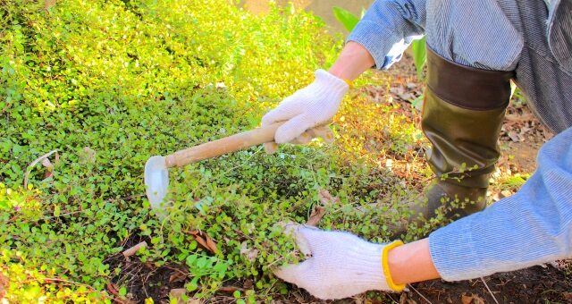 ローメンテナンスの庭で楽さとおしゃれを両立！DIYで雑草対策