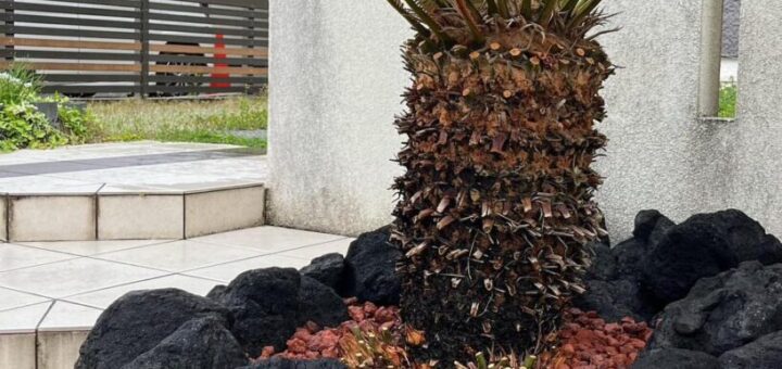 ドライガーデンとソテツの美しい共生！