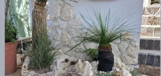 琉球ロック お買い上げ頂きました