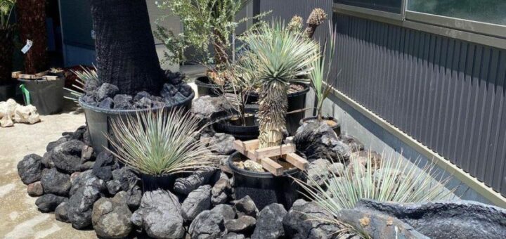 ブラックボーイやアガベ 、浅間石といい感じです