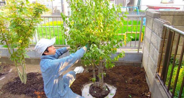 庭をDIYしよう！木を取り入れた庭造りについてご紹介