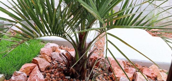 ピンクロックのロックガーデン