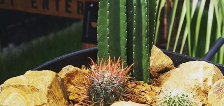 一輪車にミニドライガーデン