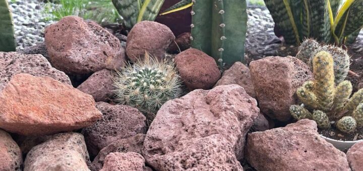 スコリアロックとサボテン