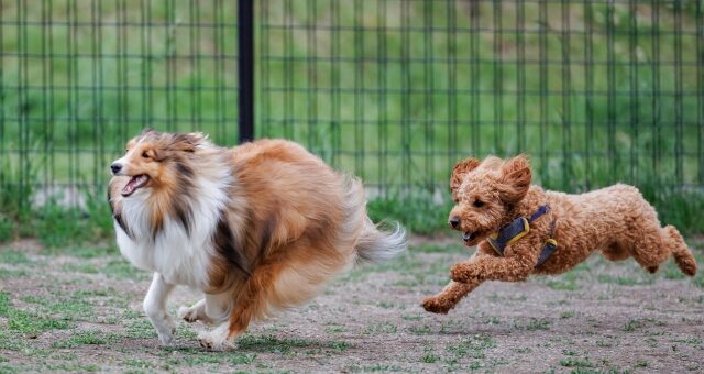 庭にドッグランを作りたい！犬用フェンスはどう選んだらよい？